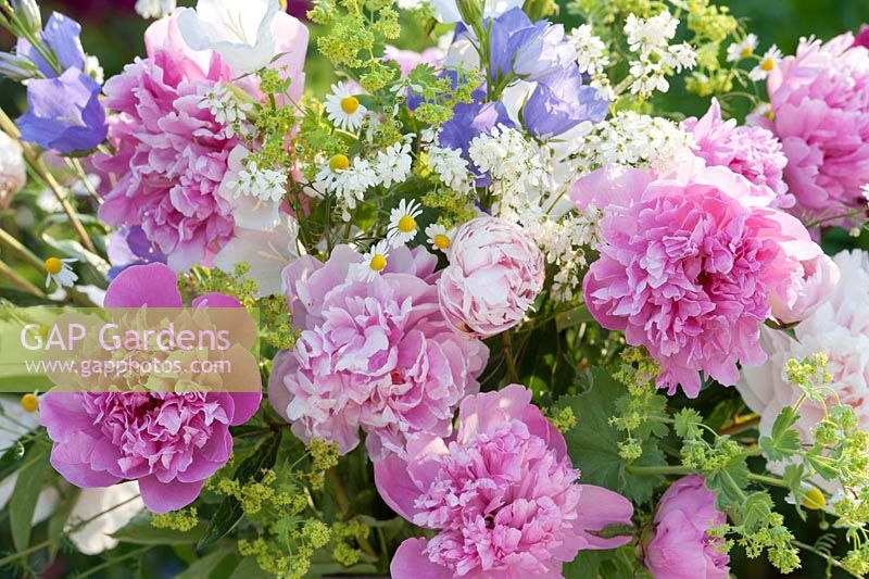 Peonies Bouquet with paeonia, matricaria chamomilla, alchemilla and campanula - bellflowers 