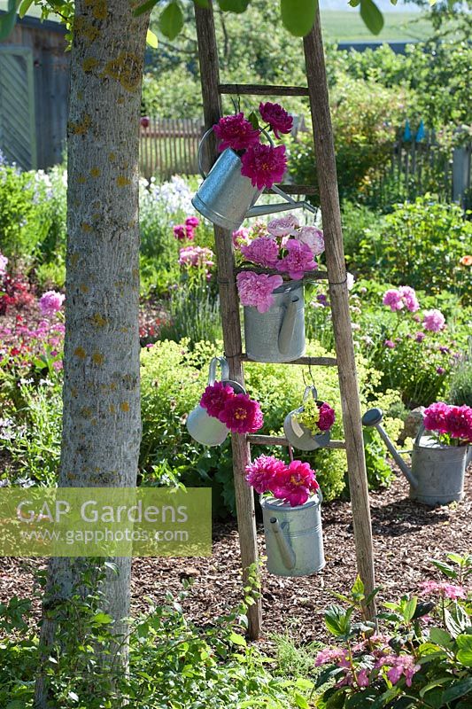 Peonies displayed in old metal watering cans hanging on wooden ladder in country garden 