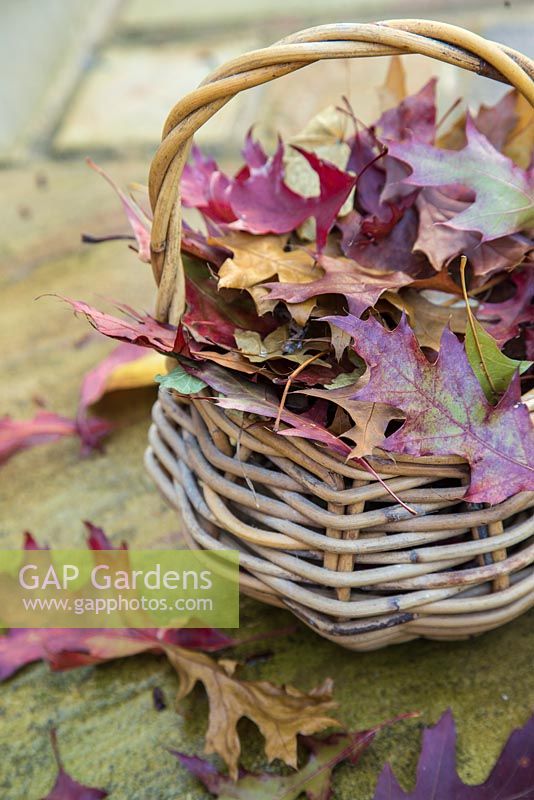 Wicker basket sat on a patio containing autumnal Quercus rubra leaves