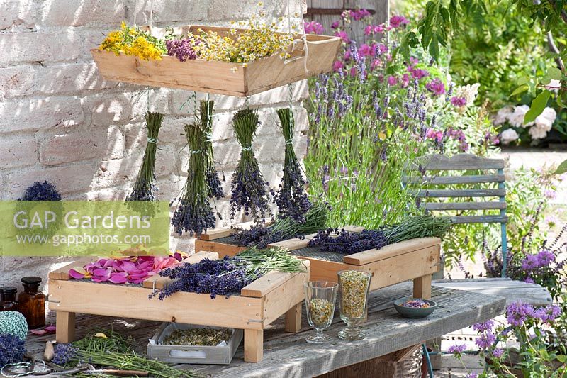Medicinal herbs drying - Lavender -Lavandula, Rosa - roses, chamomile - Matricaria chamomilla, St. John's wort - Hyperisum perforatum and oregano - Origanum

