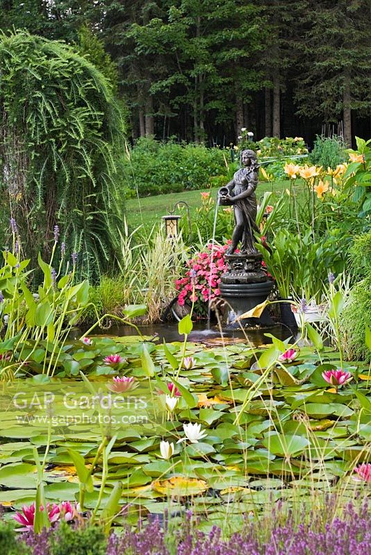 Pond with pink Nymphaea 'Attraction' and white 'Gonnere' - Water Lilies bordered by a Larix decidua pendula - Weeping Larch Tree and pink Impatiens in a terracotta planter behind the water fountain statue in backyard Country garden in summer, Jardin des Mesanges garden, Quebec, Canada