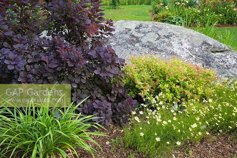 Cotinus 'Royal purple' - Smoke Tree and Spiraea x bumalda 'Goldmound' - Spirea shrub behind some white and yellow Coreopsis - Tickseed  flowers bordered by large rock in backyard Country garden in summer, Jardin des Mesanges garden, Quebec, Canada