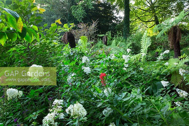 Panicle Hydrangeas and tree ferns in the Winterbourne Garden, Highgrove, September 2013  