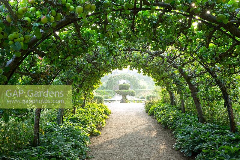 The apple tunnel with ripening fruit in the Kitchen Garden, Highgrove, September 2013.