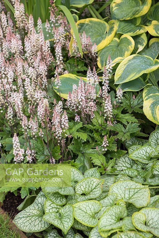 Hosta 'Frances Williams',  Tiarella 'Pink Skyrocket' and Brunnera macrophylla 'Jack Frost'. Garden: Vestra Wealth's Vista. 