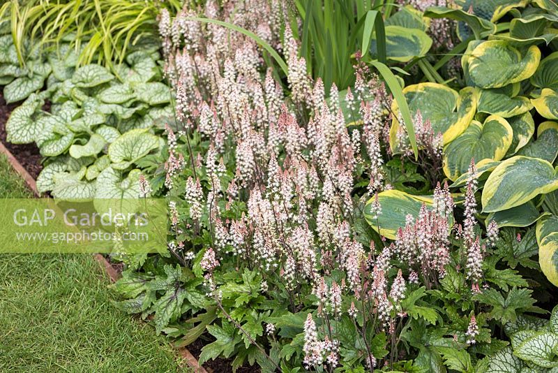 Hosta 'Frances Williams',  Tiarella 'Pink Skyrocket' and Brunnera macrophylla 'Jack Frost'. Garden: Vestra Wealth's Vista. 