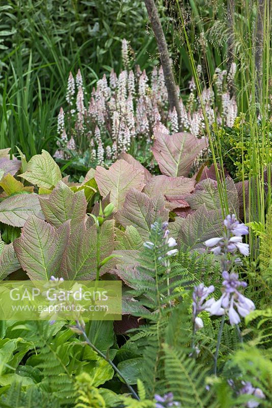 Rodgersia pinnata 'Chocolate Wing', Tiarella 'Pink Skyrocket' and Hosta flowers in the foreground. Garden: Vestra Wealth's Vista. 