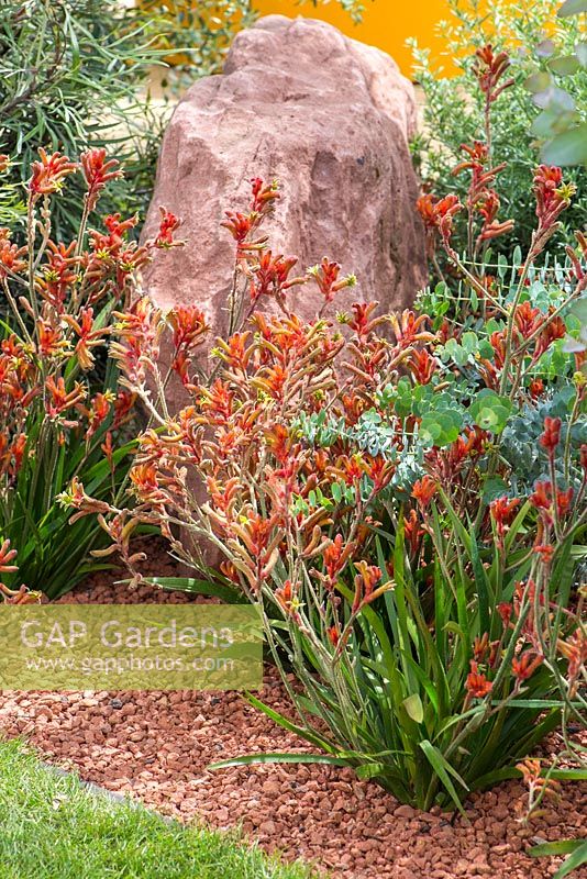 Border planting of Anigozanthos hybrid 'nana orange' and Eucalyptus 'Little Boy Blue'. Garden: Essence of Australia. RHS Hampton Flower Show 2014