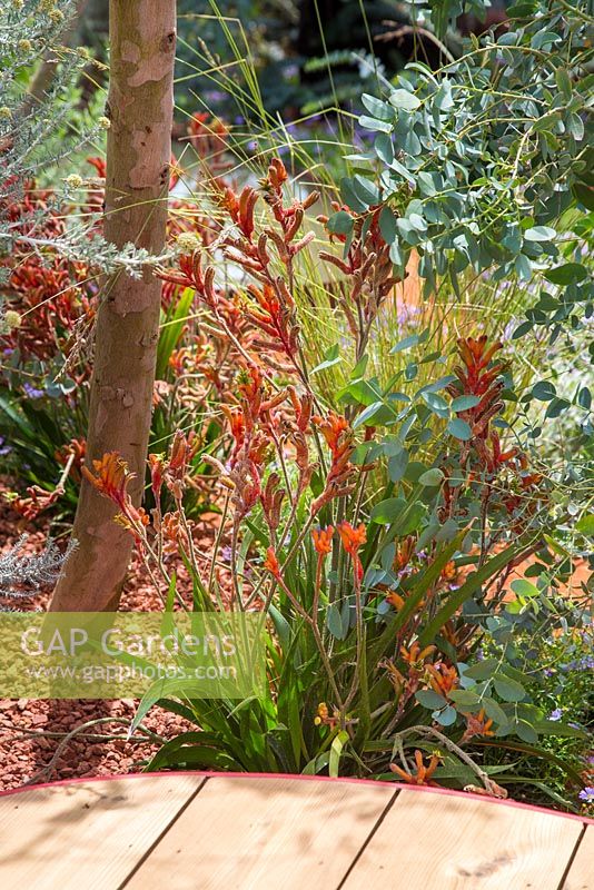 Border planting of Anigozanthos hybrid 'nana orange' and Eucalyptus gunnii, beside a wooden walkway. Garden: Essence of Australia. RHS Hampton Flower Show 2014