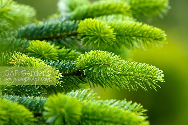 Abies nordmanniana - spring growth 