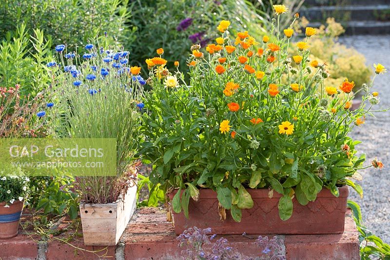 Calendula officinalis marigolds and Centaurea cyanus - cornflowers in containers on brick wall 