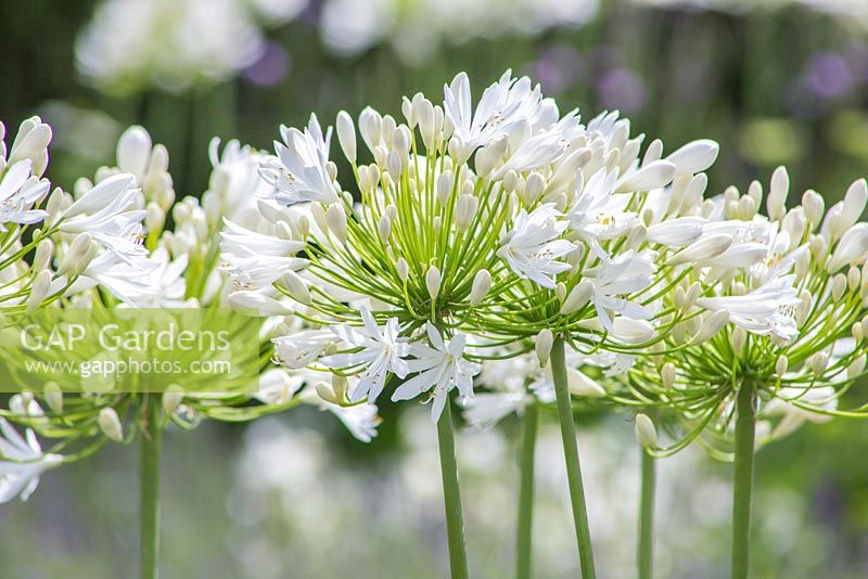 Agapanthus 'White Heaven'. Hampton Court Flower Show 2014. Garden: The Just Retirement Garden. Designer: Jack Dunckley. Sponsor: Just Retirement