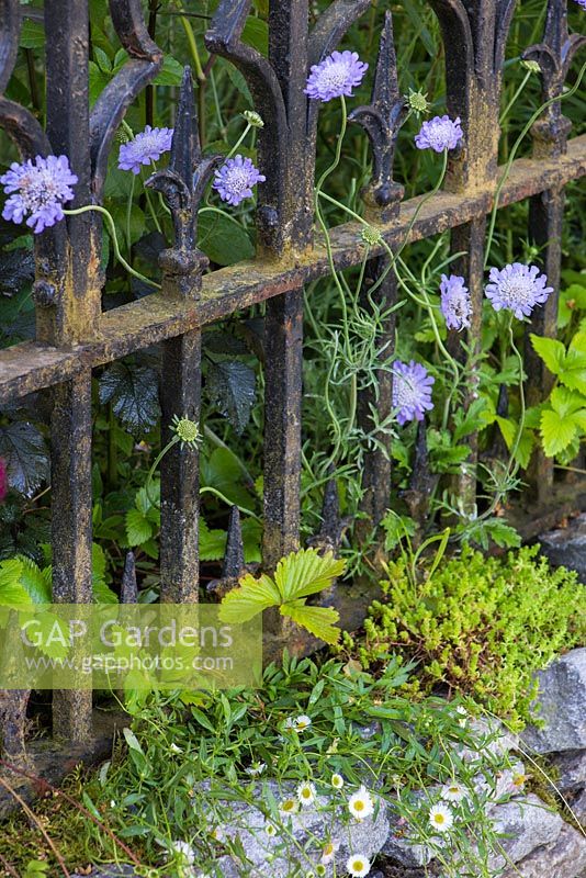 Scabiosa columbaria, Fragaria vesca and Erigeron karvinskianus growing through a wrought iron gate. Garden: The Forgotten Folly. RHS Hampton Court Flower Show 2014