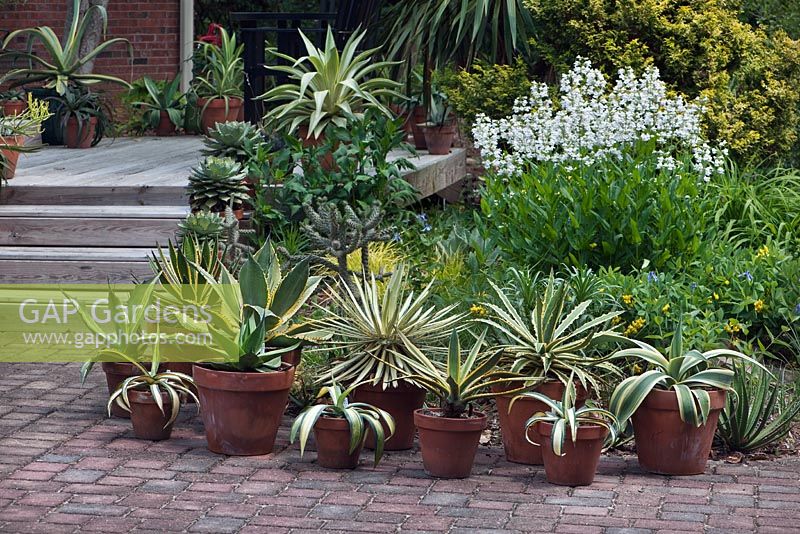 Agave collection, seen in back yard of Tony Advent plant delights garden, North Carolina
