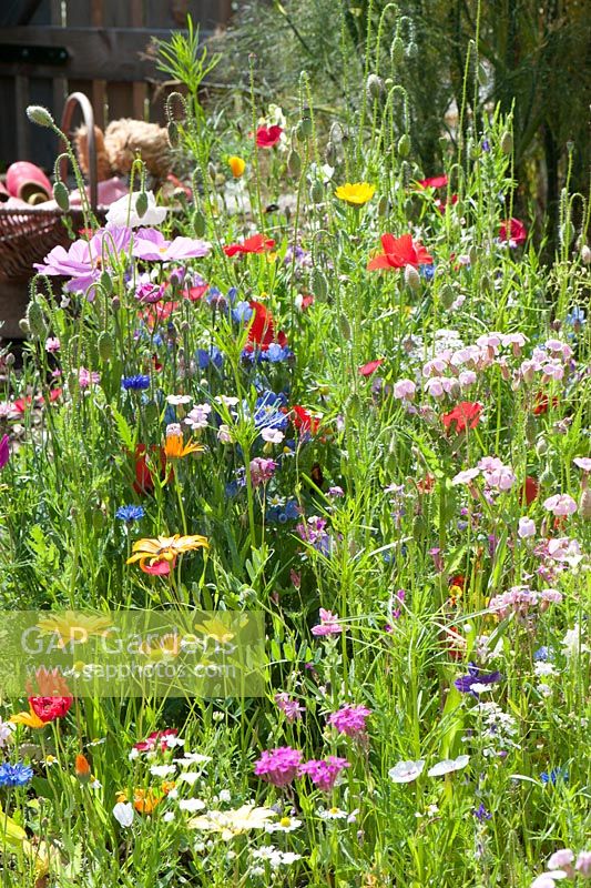 Colorful flower meadow , summer annuals including, Calendula, Silene, Cosmos, Hesperis, Papaver , Centaurea, Venidie, Linum, chamomile 