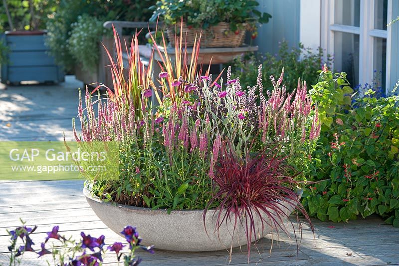 Large grey container with Veronica spicata 'Fox', Pennisetum setaceum 'Fireworks', Lychnis coronaria, Zinnia , Imperata cylindrica 'Red Baron', Ocimum kilimandscharicum x basil Purpurascens 'African Blue', and wooden container with Clematis behind on terrace in summer 
