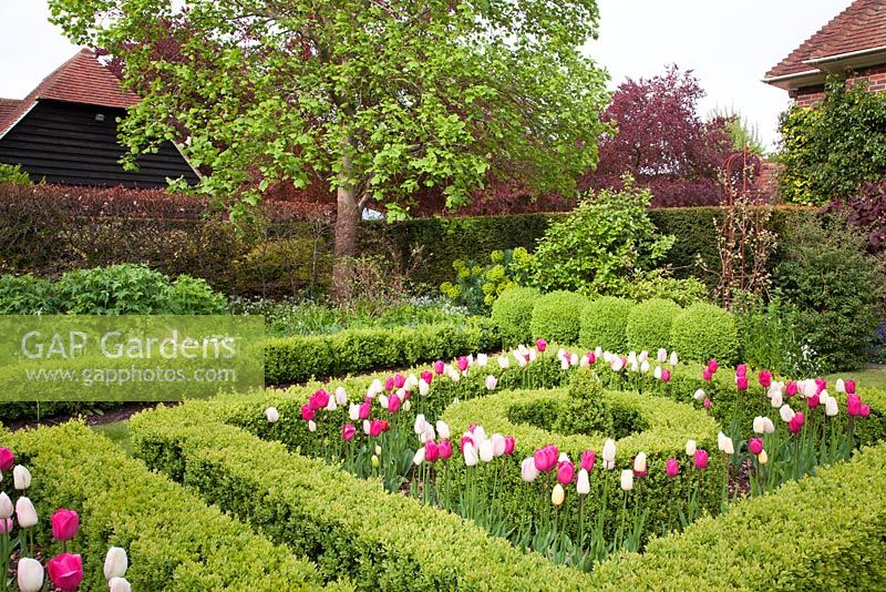 Tulipa 'Barcelona', 'Shirley' and 'Rosalie' amongst clipped Buxus topiary in The Knot Garden in spring 