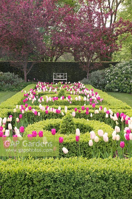 Tulipa 'Barcelona', 'Shirley' and 'Rosalie' amongst clipped Buxus topiary in The Knot Garden with decorative white metal seat beyond in spring