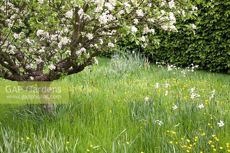 Wild spring garden with Narcissus, Buttercups and blossom