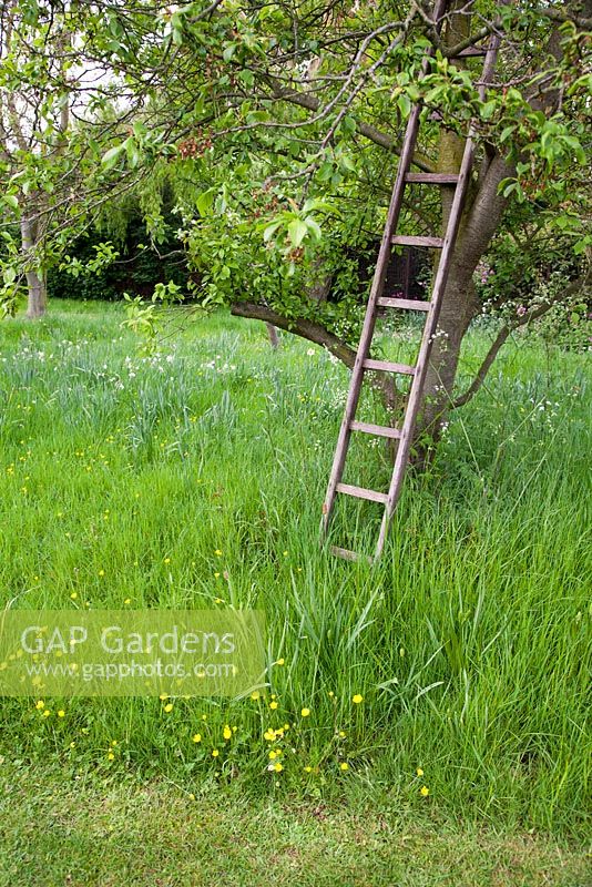 Decorative wooden ladder propped against tree trunk in wild spring garden