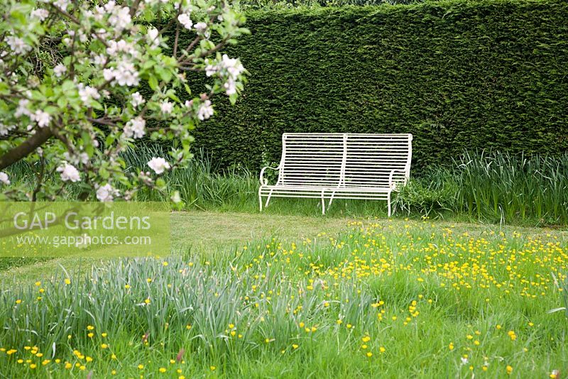 Decorative white seat against hedge in wild spring garden with buttercups and blossom