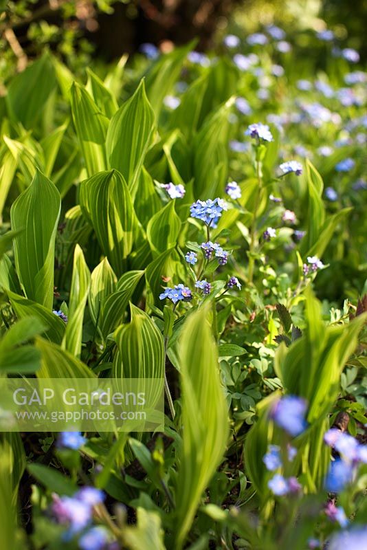 Convallaria majalis 'Striata'- variegated lily of the valley, Forget-me-not in spring border 