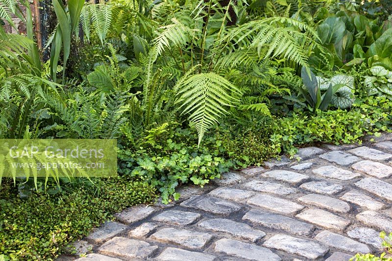 Border planting of Hedera helix, Muehlenbeckia complexa, Dicksonia antarctica, Asplenium scolopendrium and Dryopteris affinis, beside a victorian style cobble path. Garden: The NSPCC Legacy Garden. 