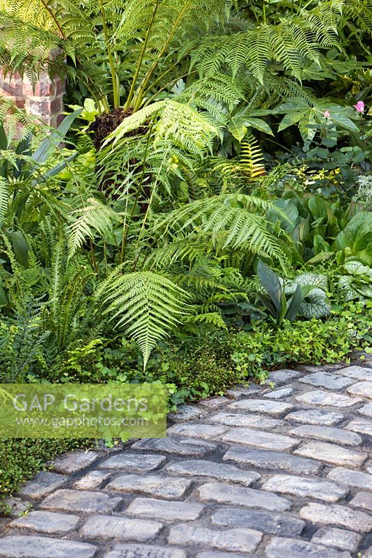 Border planting of Hedera helix, Muehlenbeckia complexa, Dicksonia antarctica, Asplenium scolopendrium and Dryopteris affinis, beside a Victorian style cobble path. Garden: The NSPCC Legacy Garden. 