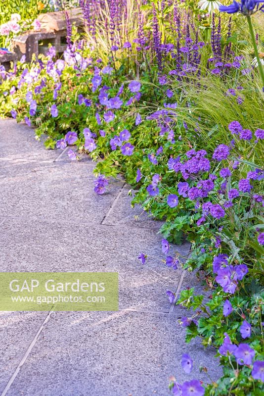Verbena rigida underplanted with Geranium 'Rozanne', beside a granite path. Garden: The NSPCC Legacy Garden. 