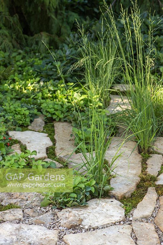 Cornus canadensis and Molinia caerulea ssp. caerulea 'Heidebraut' planted between stone path. Garden: Green is the Colour. 