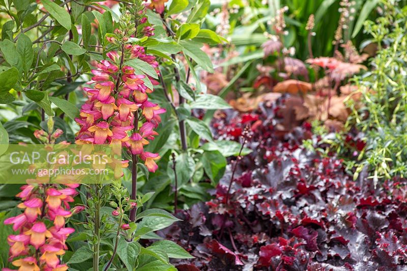 Digitalis purpurea 'Excelsior Hybrids' with a view to Heuchera 'Fire Chief'. Garden: A Hampton Garden. 