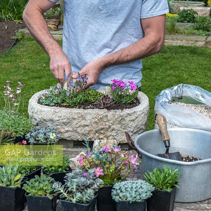 Practical step-by-step guide to planting a stone alpine trough with rock plants. Once the trough is planted, add rocks, ensuring at least half is anchored in the soil.
