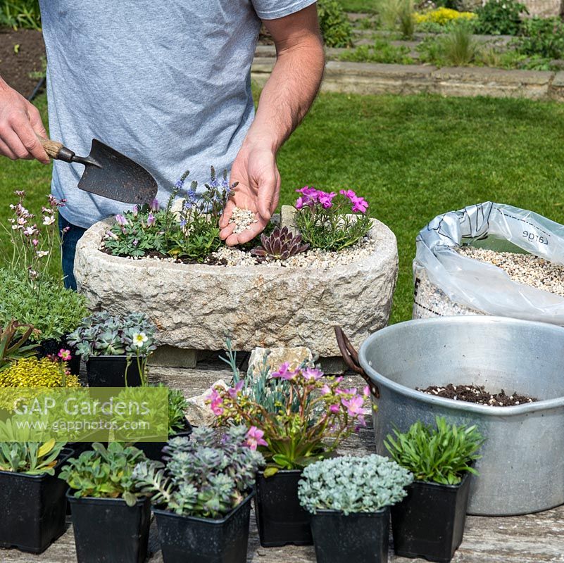 Practical step-by-step guide to planting a stone alpine trough with rock plants. Once the plants and rocks are firmed into the soil, add a thin layer of grit to the surface. Not only does this act as a foil to the plants, but it also stops leaves from touching the soil, and rotting.