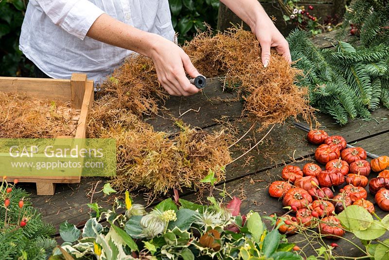 Woman making a Christmas wreath using a 40cm wire wreath frame, sphagnum moss, spruce, dried pumpkins, rose hips and ribbon. 