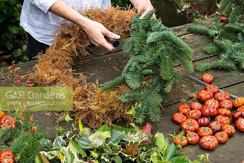 Woman making a Christmas wreath using a 40cm wire wreath frame, sphagnum moss, spruce, Short sprigs of spruce are pushed into the moss circle