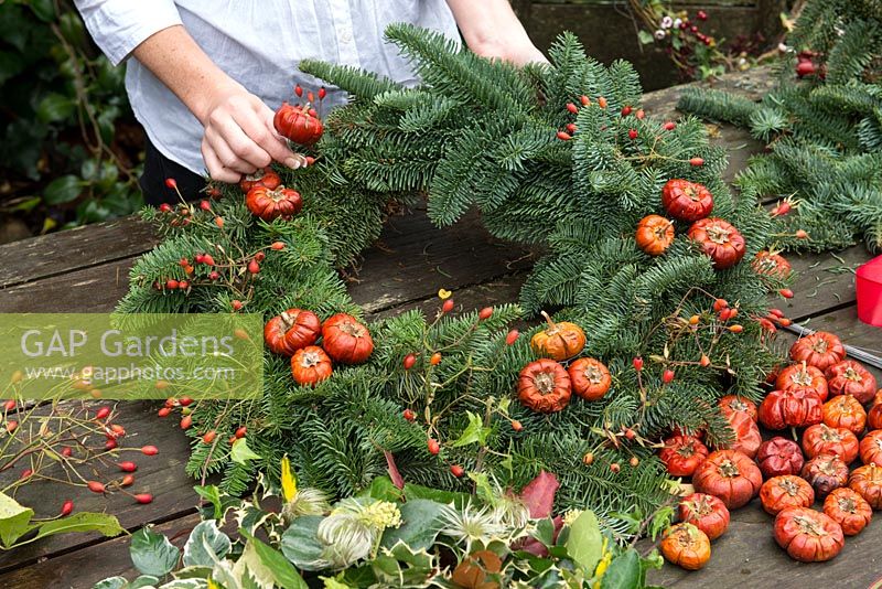 Woman making a Christmas wreath using a 40cm wire wreath frame, sphagnum moss, spruce, dried pumpkins, rose hips and ribbon. Baby dried pumpkins, attached to short lengths of florists' wire, are pushed deep into the moss to hold in place.