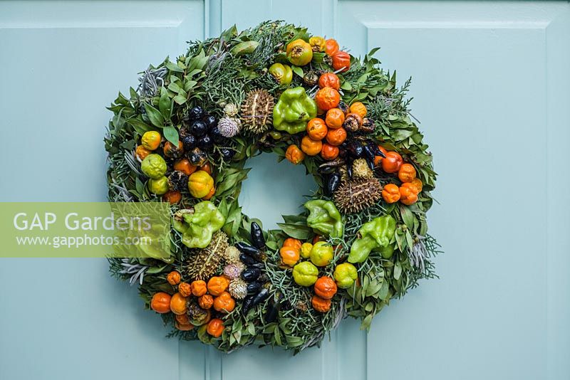 Festive wreath of everlasting flowers on blue front door.  Made from seedheads and chillies, wired and inserted through evergreen foliage and into wire frame.