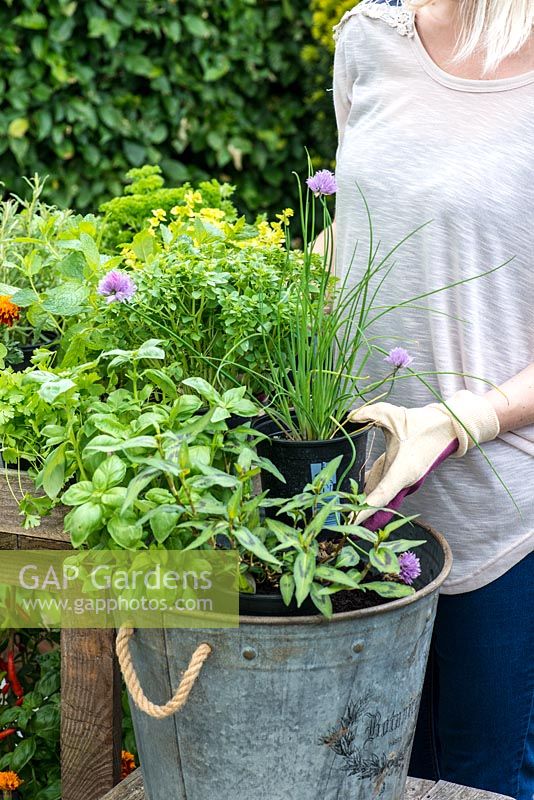 Planting a container herb garden. Step 3: decide on how to arrange the plants in the container - tallest in the centre and smallest by the edge.