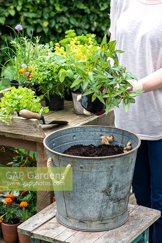 Planting a container herb garden. Step 4: remove the plants from their pots, carefully loosening the roots.