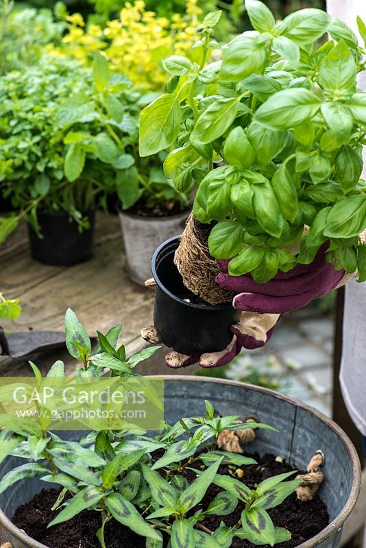 Planting a container herb garden. Step 6: Arrange the basil in the container.