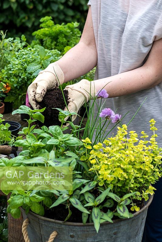 Planting a container herb garden. Step 11: Top up the container with potting compost and firm down to secure plants.