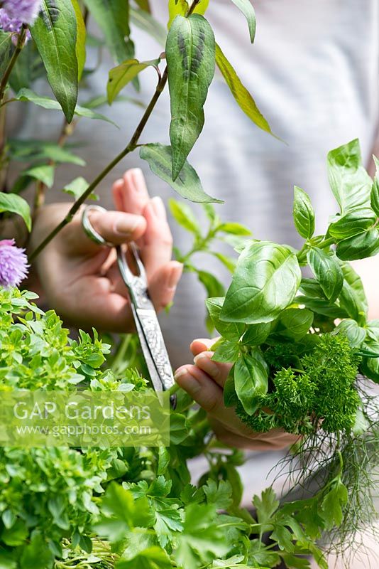 Harvesting herbs, cutting with scissors. Planting a container herb garden step by step