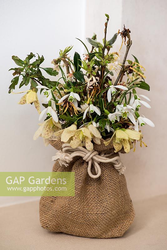 Fragrant winter posie step by step in January: A scented winter posie consisting of fragrant flowering shrubs - witch hazel, shrubby honeysuckle, winter box, Clematis cirrhosa var balearica and snowdrops.