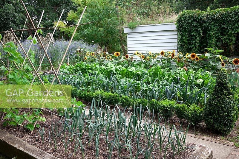 Vegetable garden with raised railway sleeper beds and Buxus hedging. French Beans 'White Lady', Leek 'St. Victor', Perpetual Spinach - Beta vulgaris and Rainbow Chard just seen, Helianthus annuus 'Firecracker' - sunflower.  massed Cornflowers with woven cloches on poles.