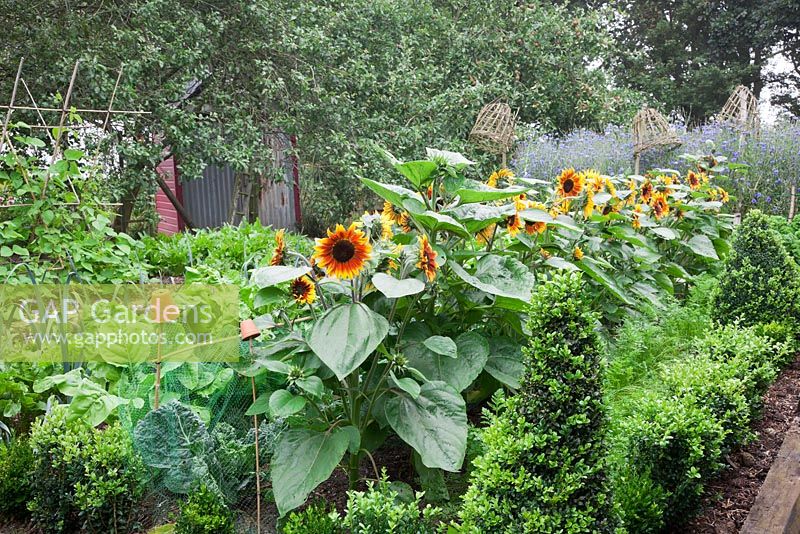 Vegetable garden, with raised railway sleeper beds and Buxus hedging. French Beans 'White Lady', Leek 'St. Victor', Perpetual Spinach - Beta vulgaris, Helianthus annuus ' Firecracker', Carrots, Cabbages under netting, massed Cornflowers with woven   cloches on poles.