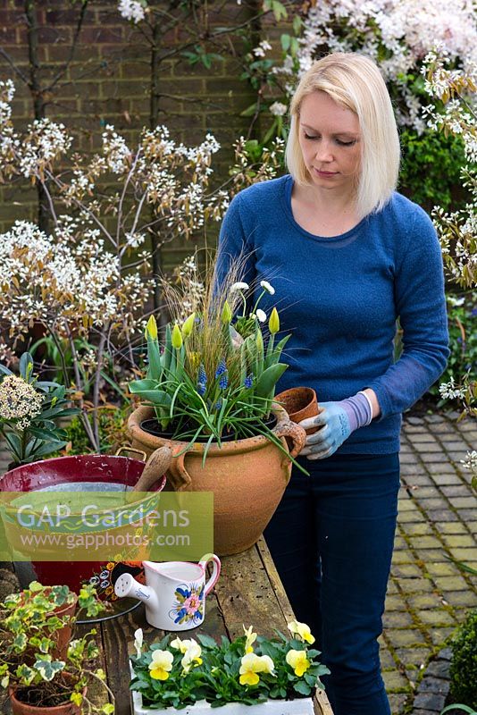 Step by step planting a spring container for Easter. Plant tulips around the tall central grass.