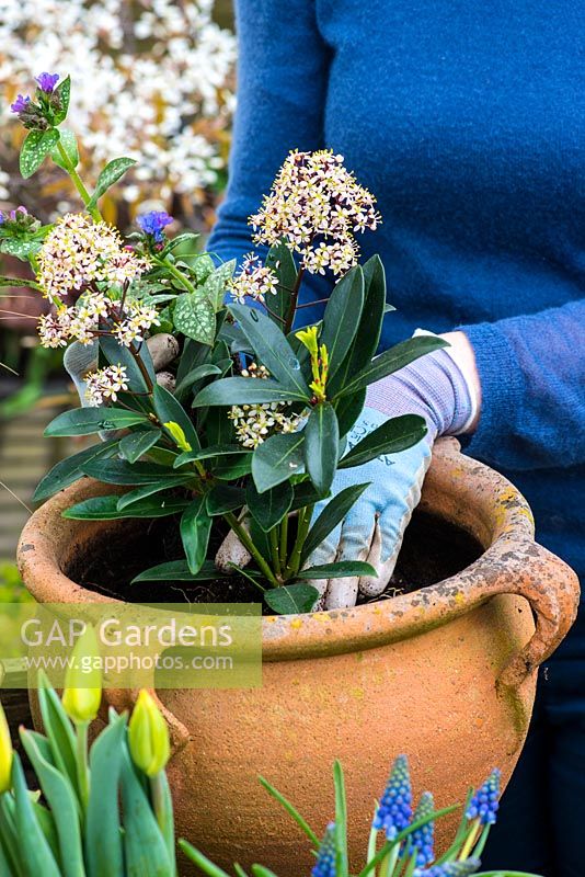 Planting a spring container for Easter. Planting the tallest plants, Skimmia and Pulmonaria in the centre of the pot.