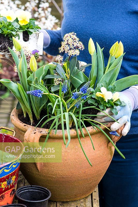 Planting a spring container for Easter. Plant the smallest plants, the violas, in the gaps at the edage of the container.