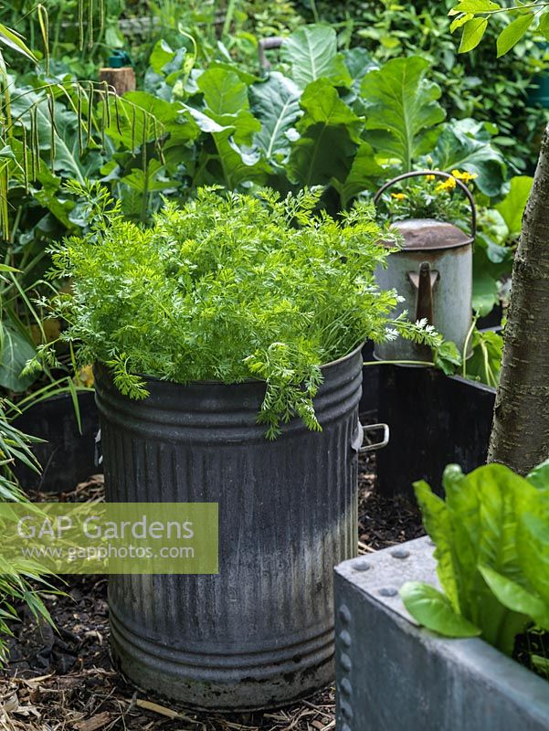 A small vegetable garden with carrots growing in a recycled metal dustbin, easily moved and ideal for use in a small space.
