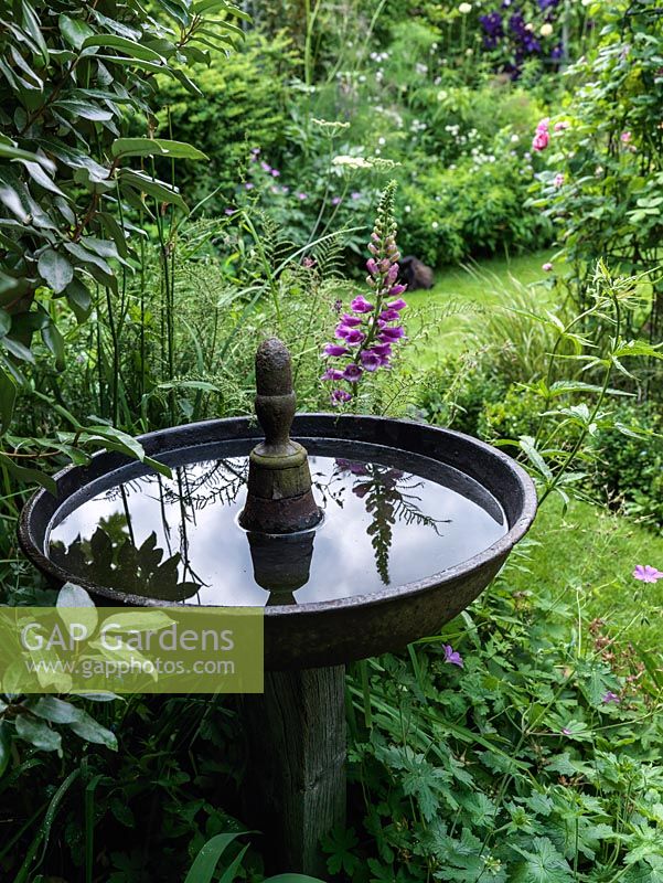 A bird bath in a shady corner of a summer garden. Made from an upturned iron pig feeder.